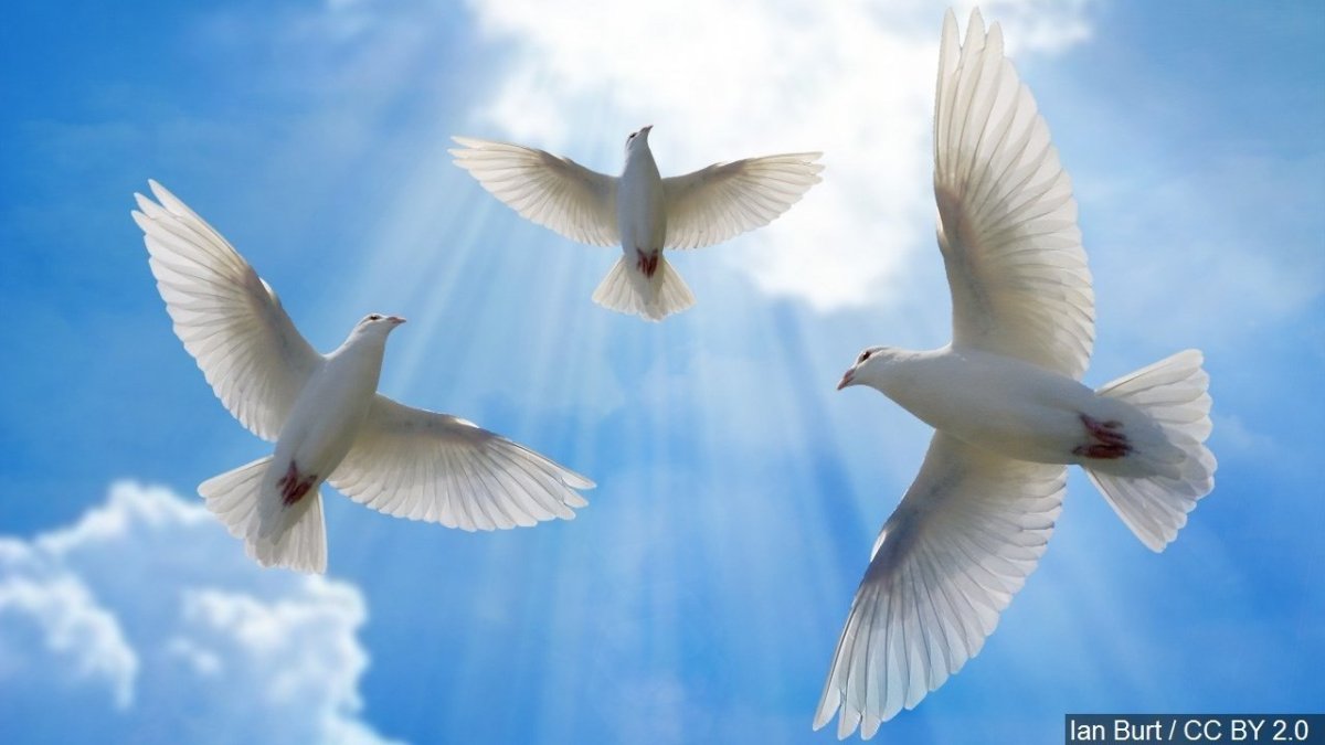 Белые голуби в небе