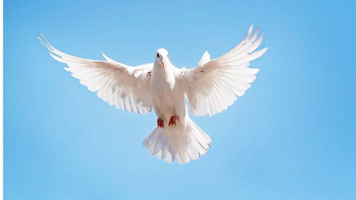 Голубь парящий в небе