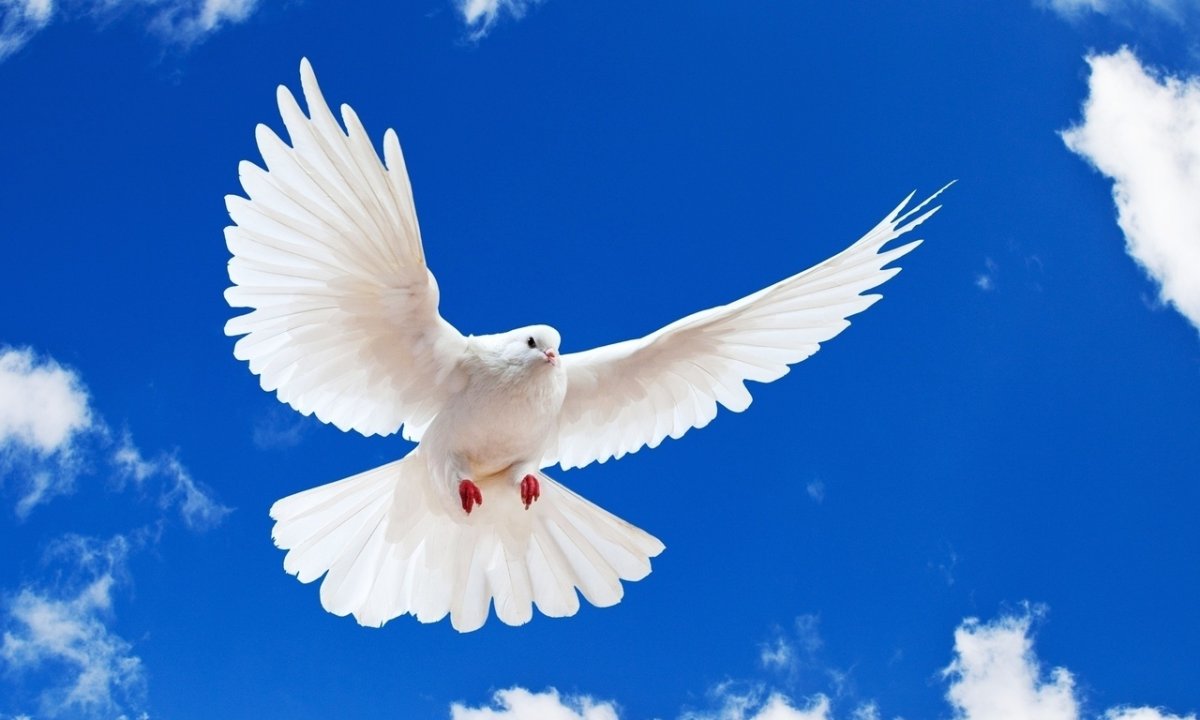 Дети и голуби белые в небе