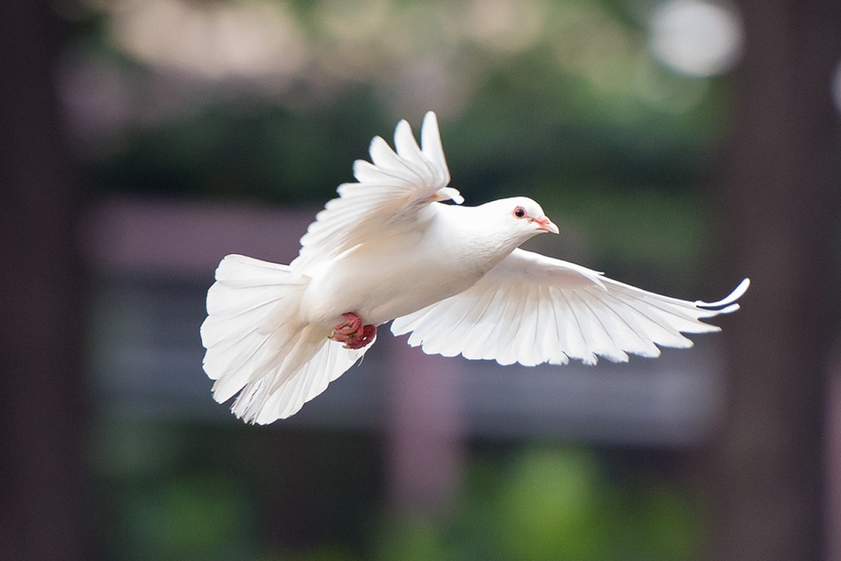 2 Ворчащих белых голубя фото