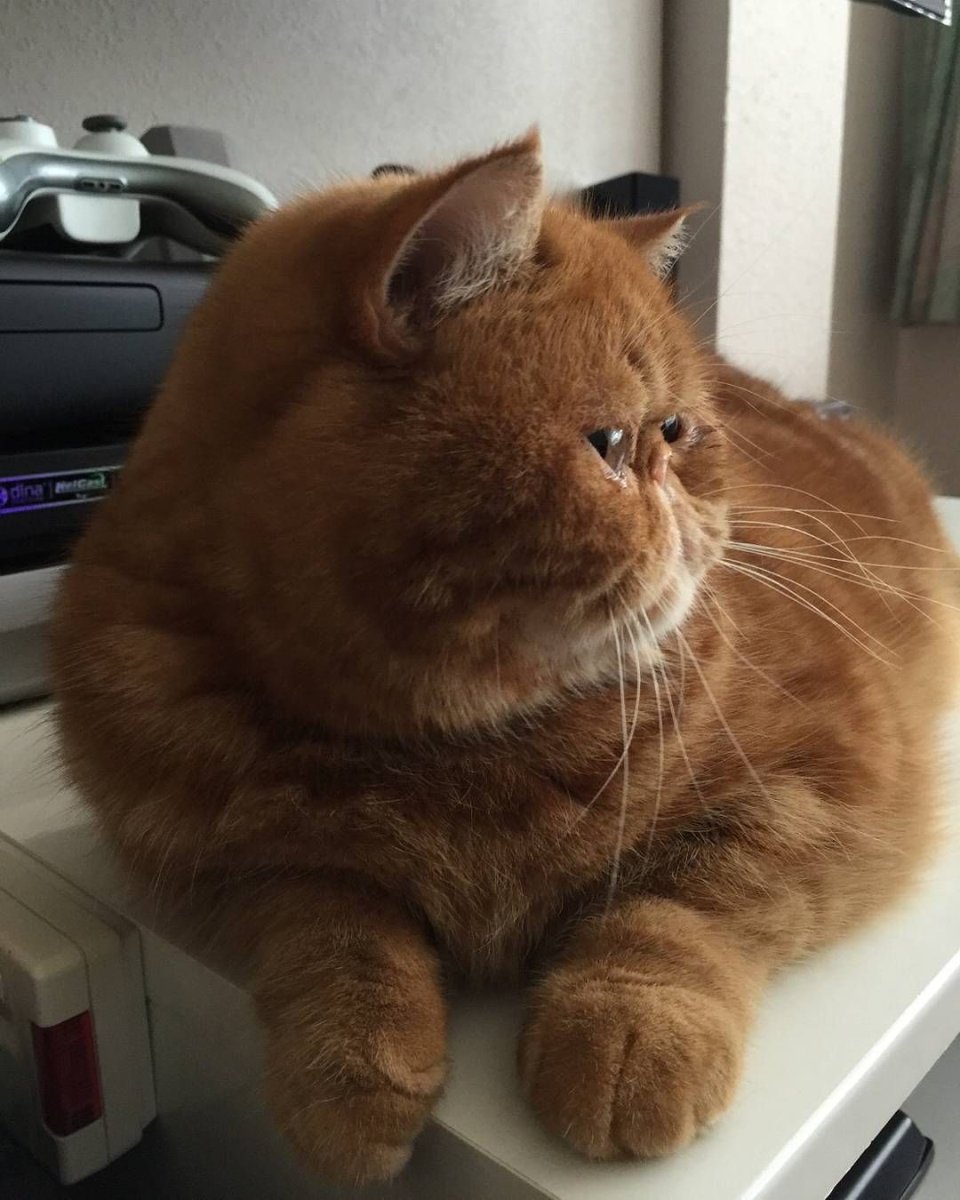 Гарфилд порода кота