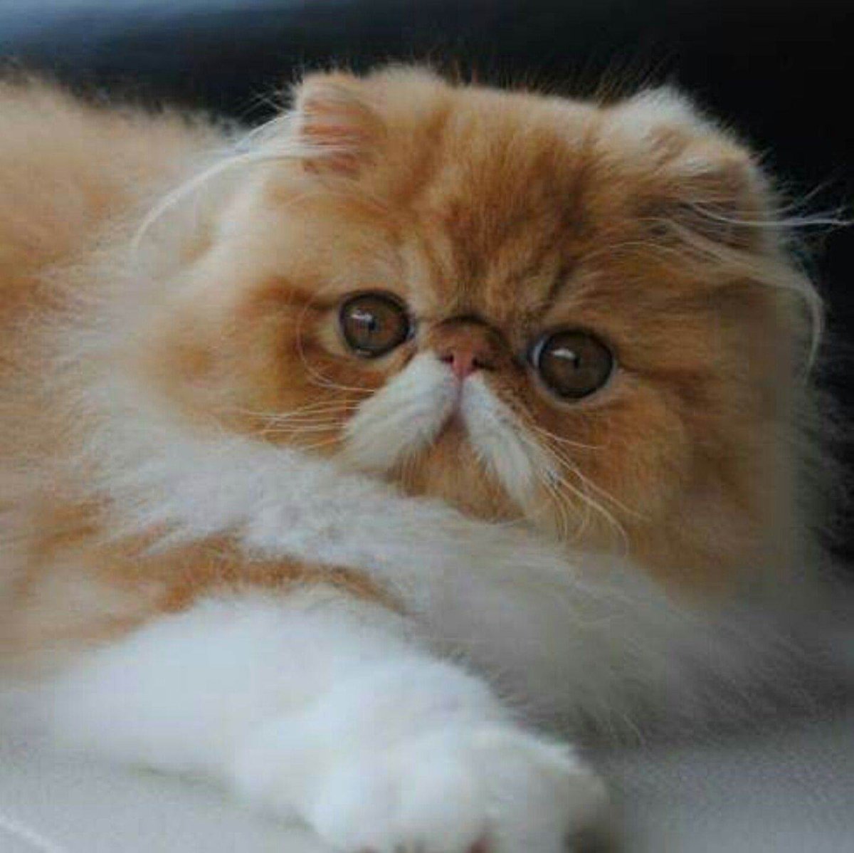 Вислоухий экзот