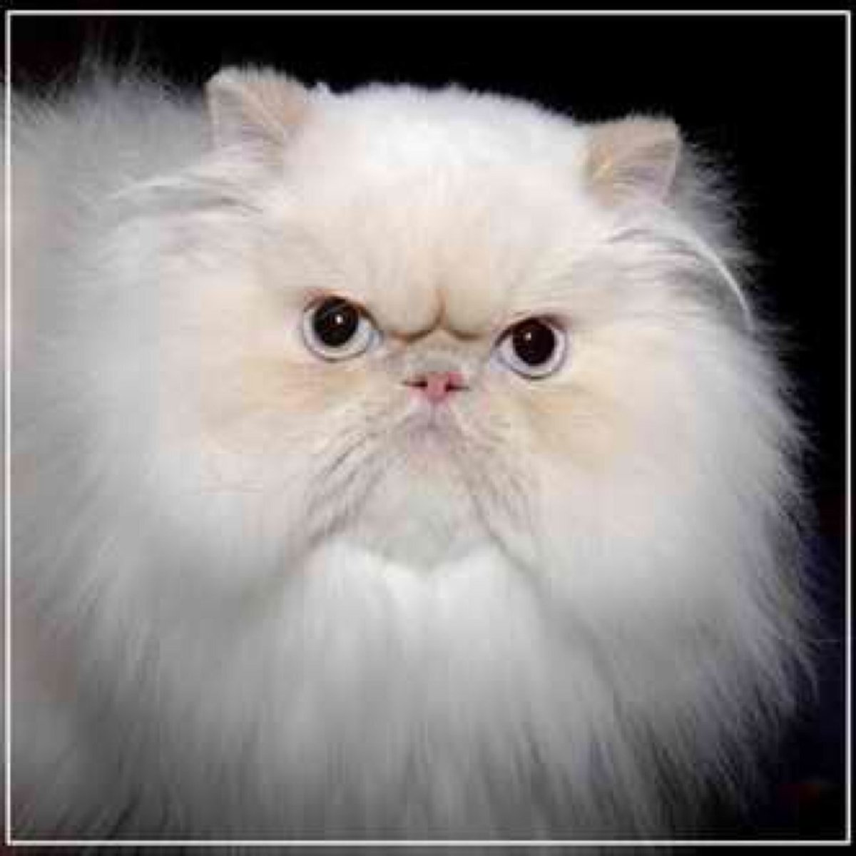 Кот с приплюснутой мордой