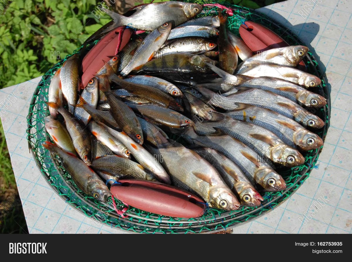 Донская рыба кругляк