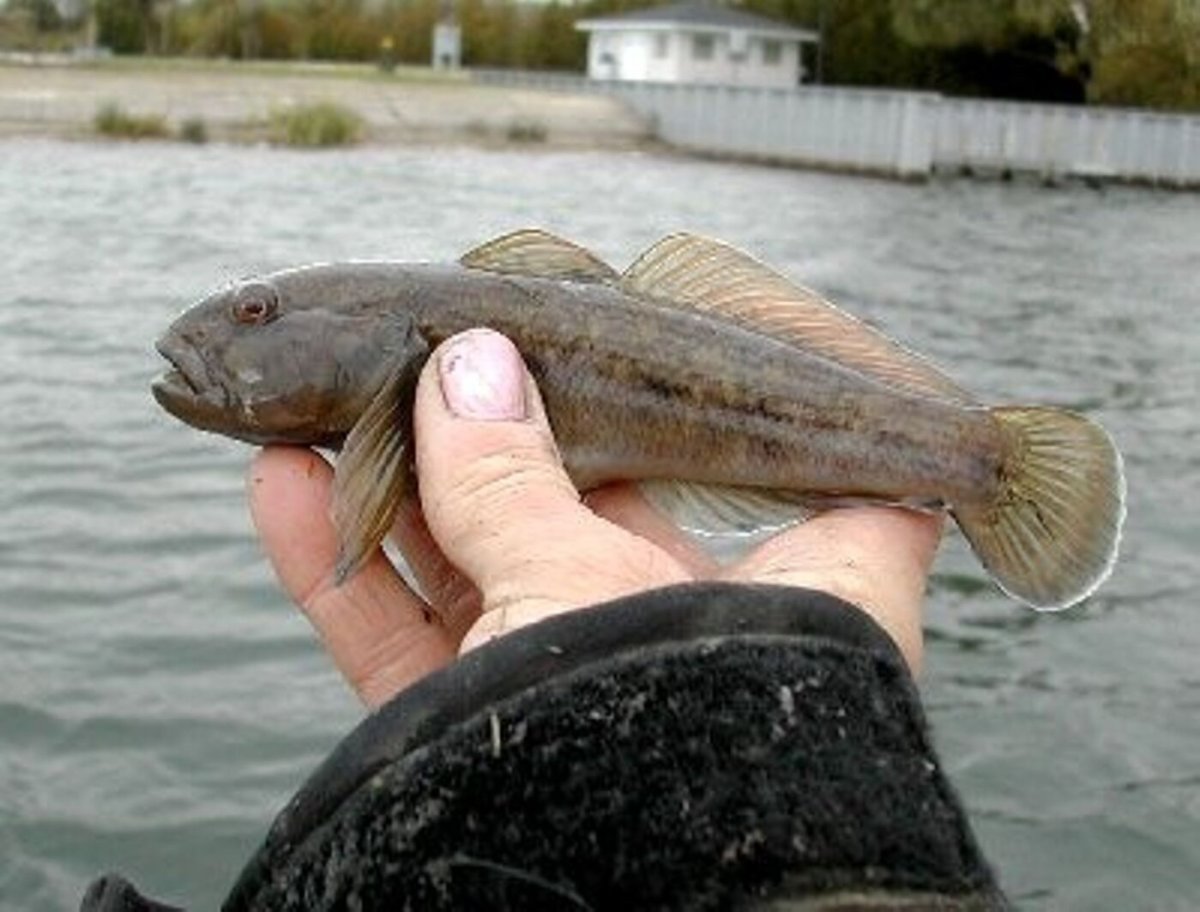 Бычок-кругляк (Neogobius melanostomus)