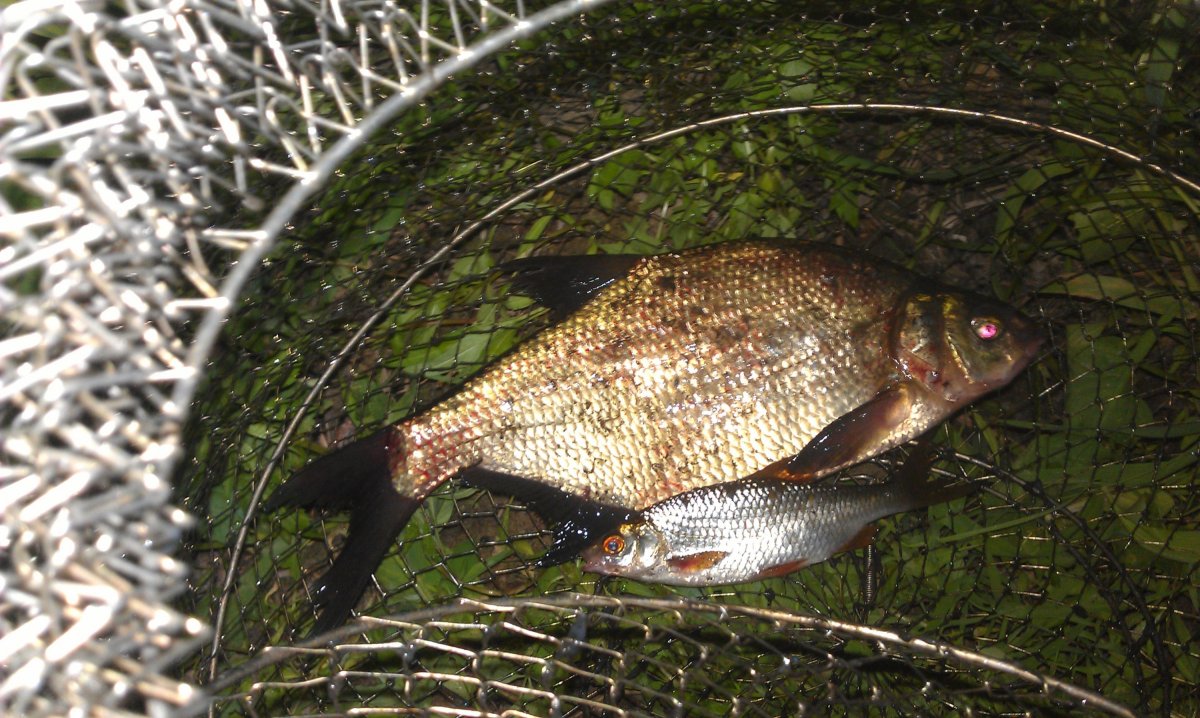 Рыба кругляк на Дону