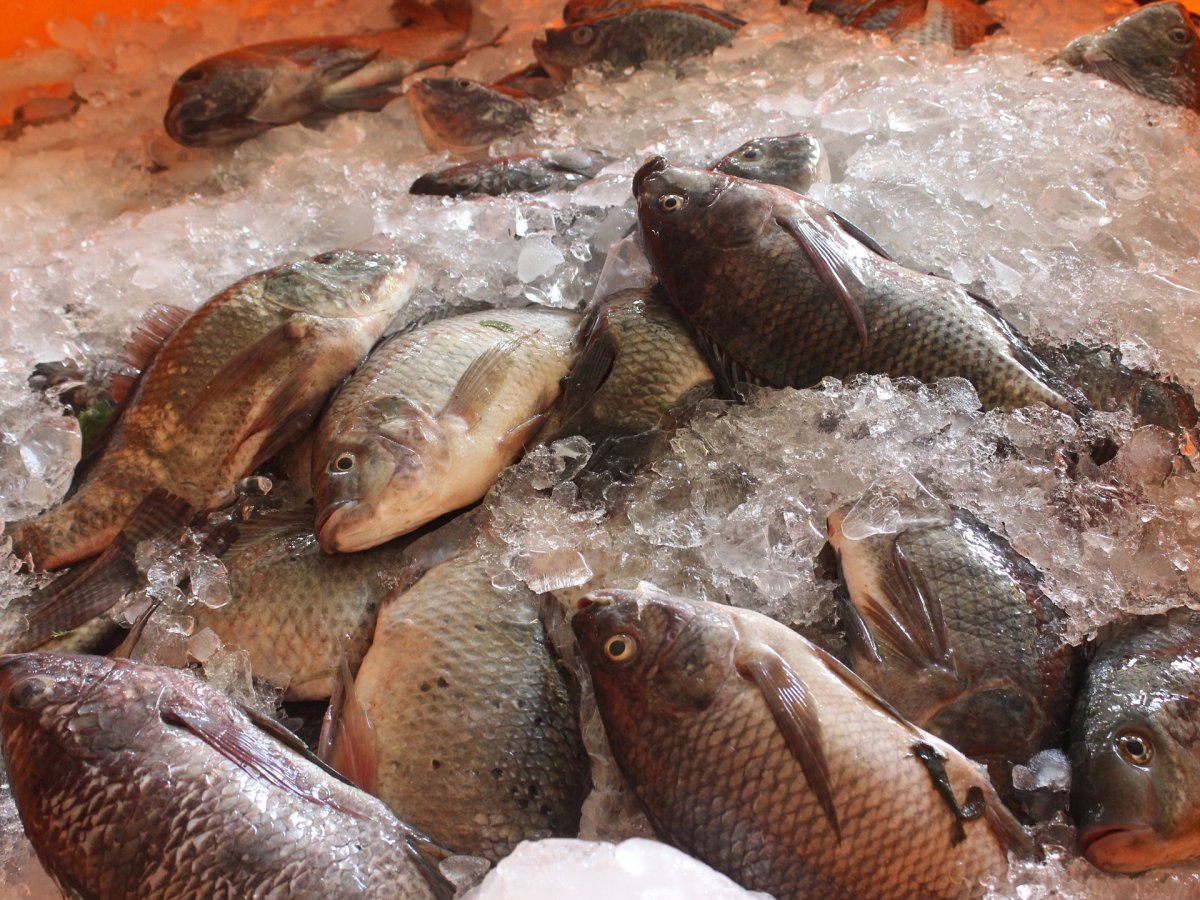 Рыба кругляк на Дону