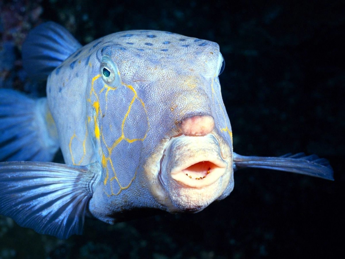 Кругляк рыба на дону