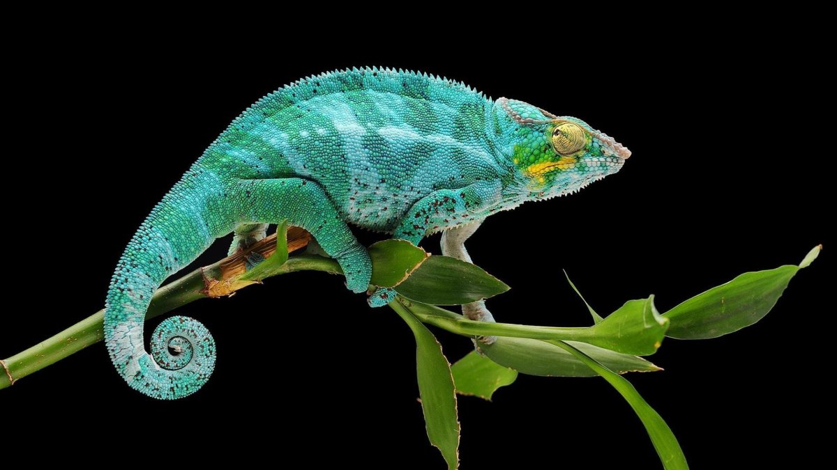 Хамелеон Хогнела