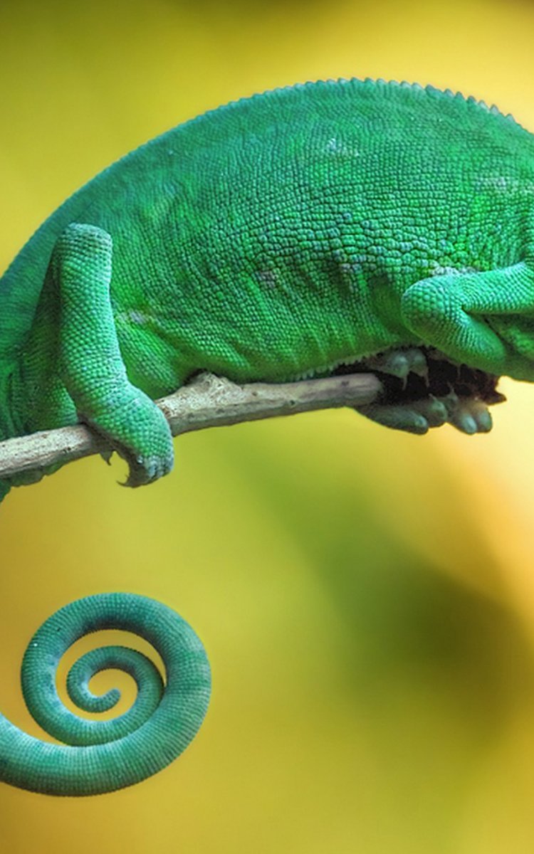 Обои Эстетика на телефон с хамелеонами