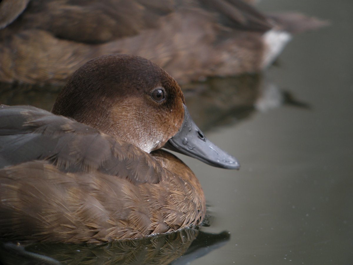 Огарь кряква гибрид