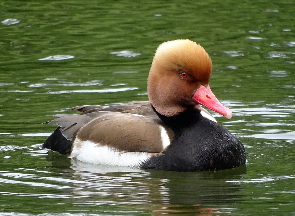 Красноголовый нырок