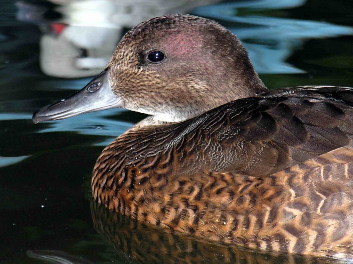 Красноносый нырок самка