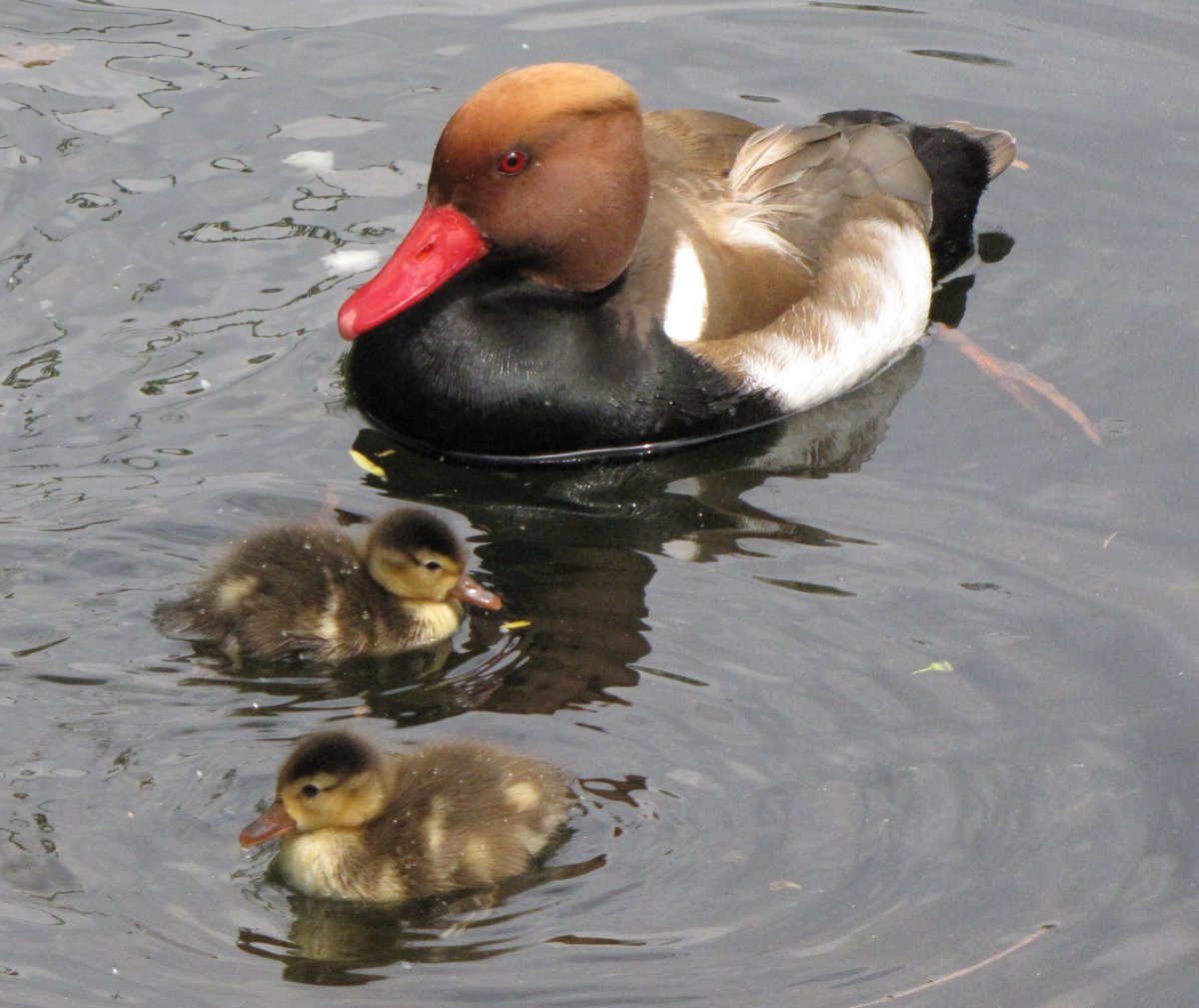 Нырок Черноморский птица