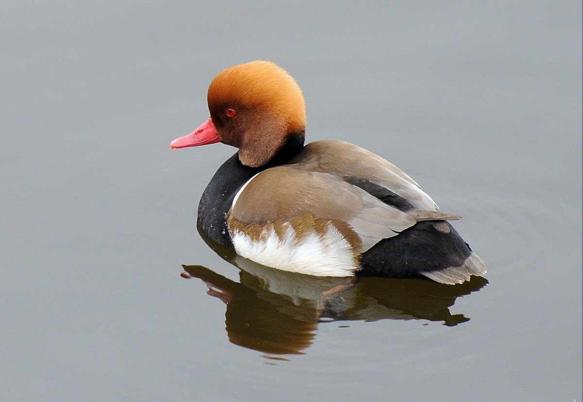 Красноносый нырок