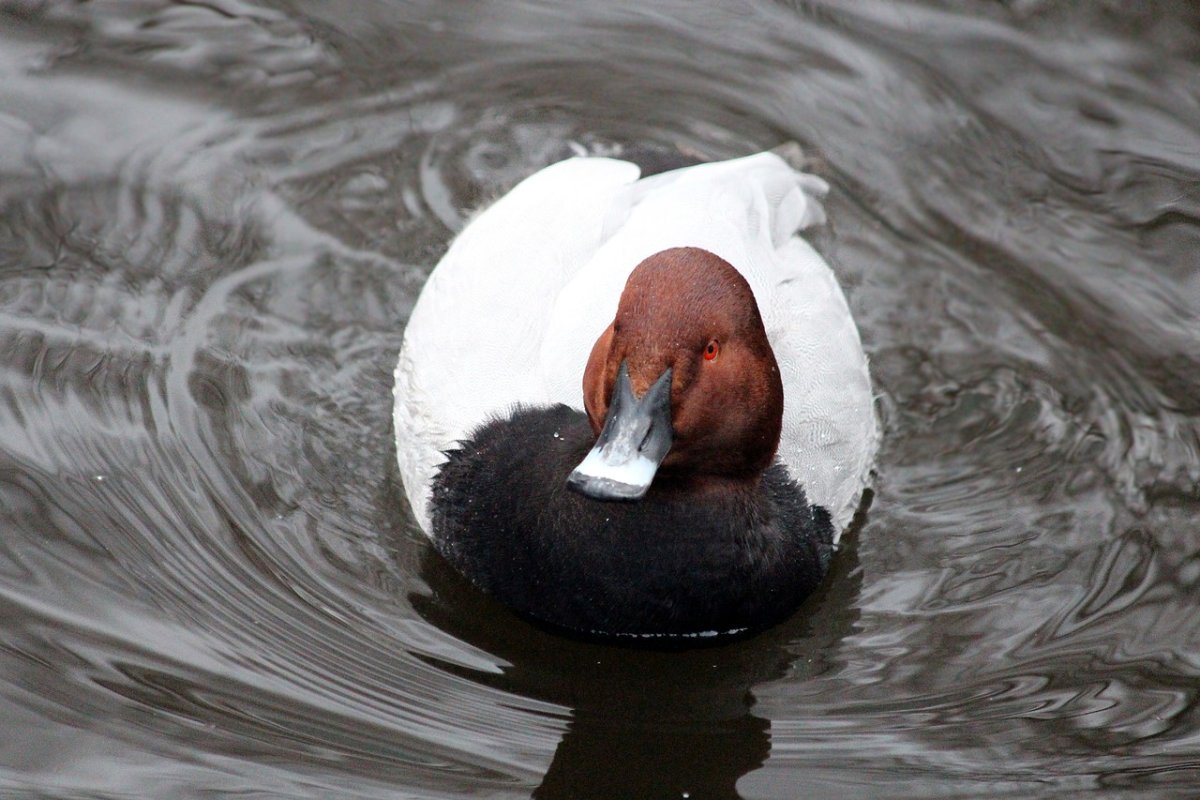 Утка красноголовый нырок