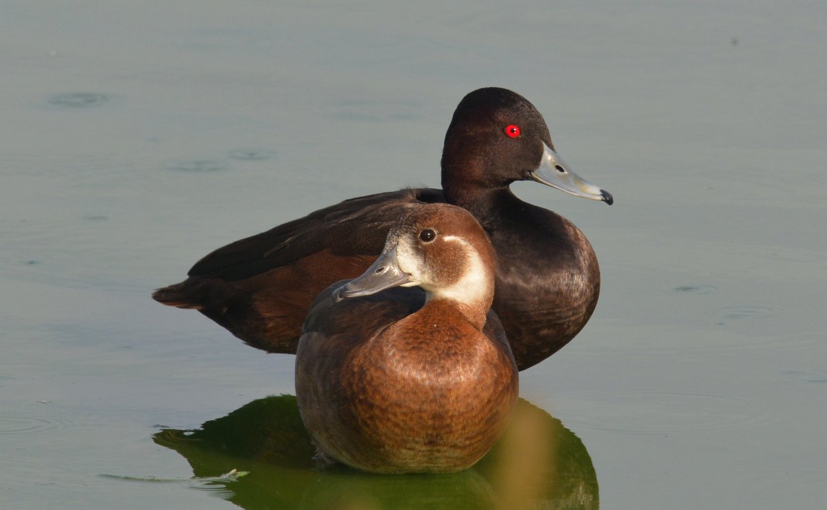 Гоголь-головастик Bucephala albeola