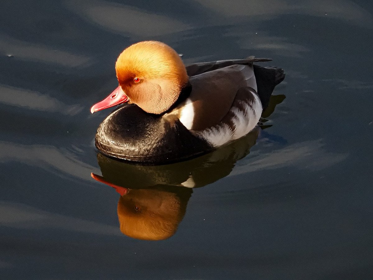 Утка красноносый нырок