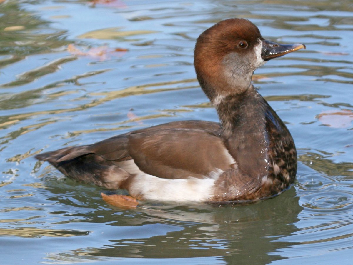 Нырок чернеть Бэра