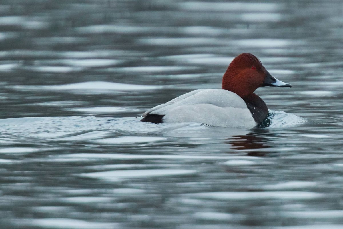 Красноголовый нырок