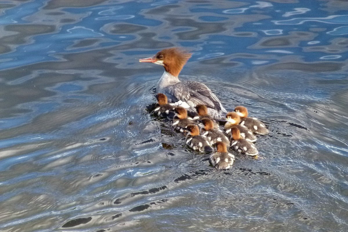 Утка кряква плавает