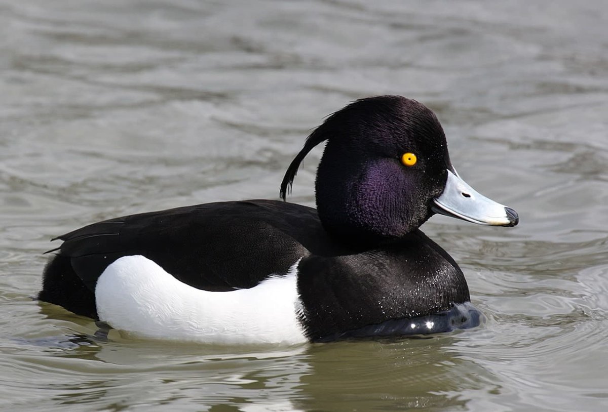 Водоплавающие птицы кряква