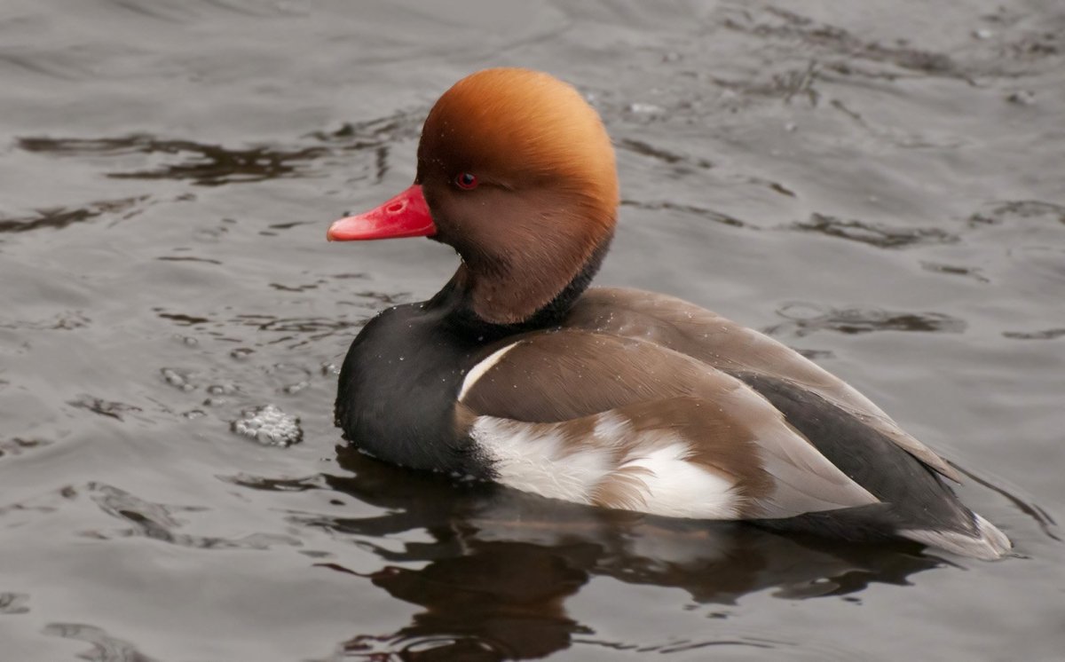 Морянка шилохвость