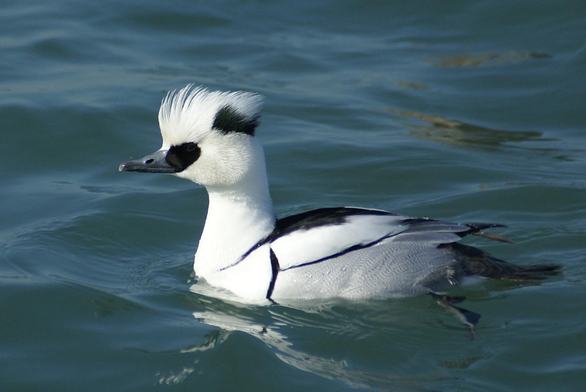 Красноголовый нырок