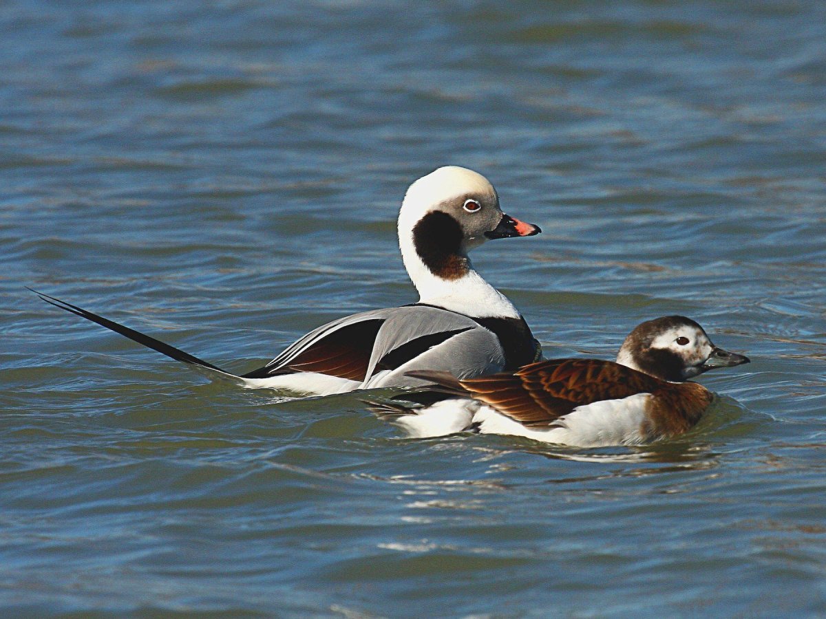 Красноголовый нырок