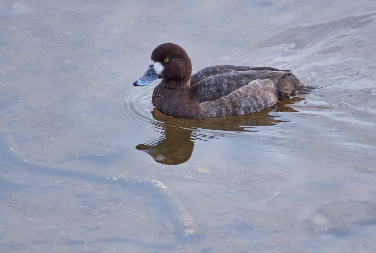Перо селезня кряквы