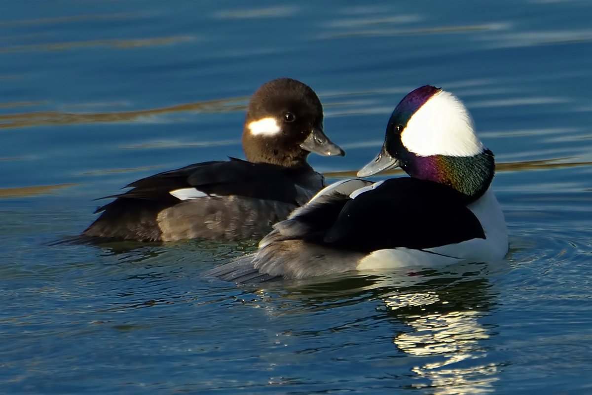 Ошейниковая чернеть