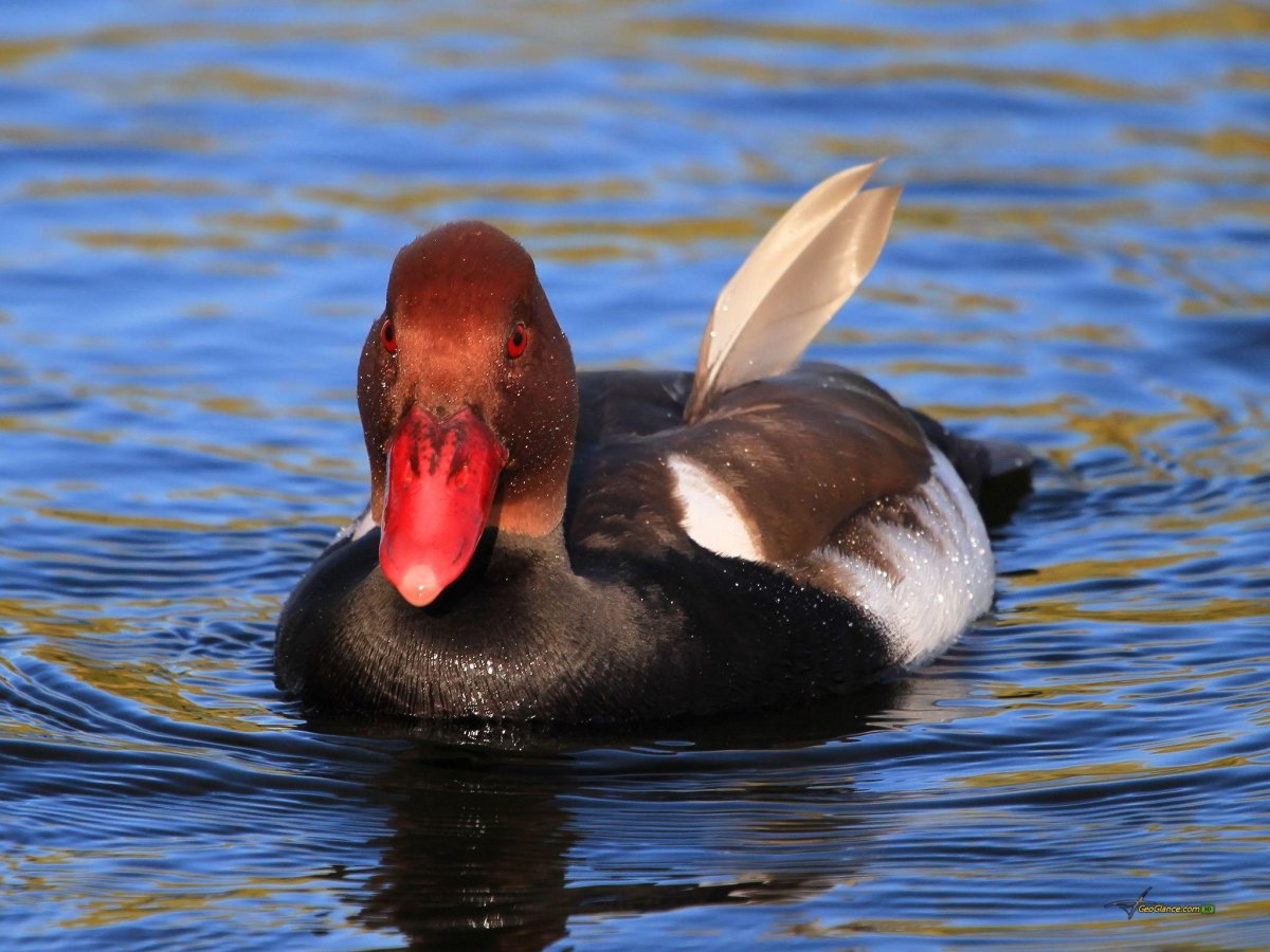 Черноголовый нырок