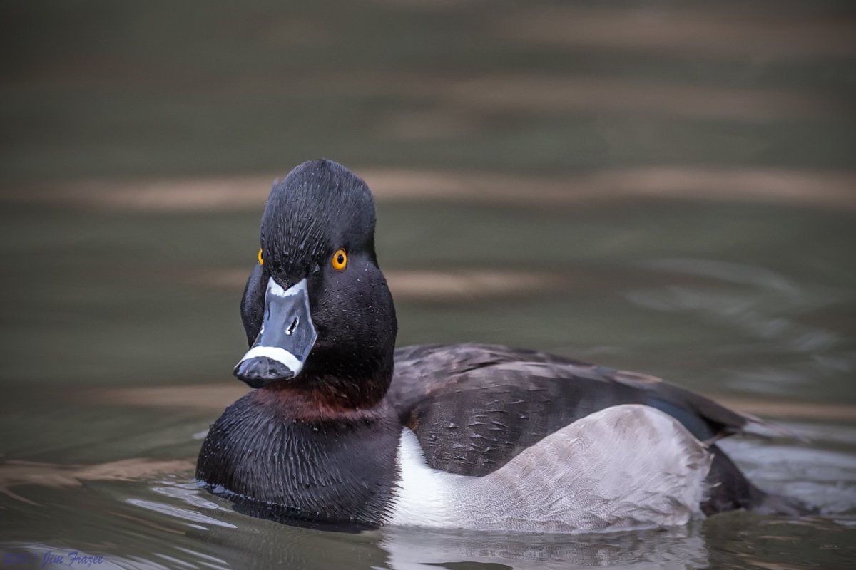 Чирок утка Гоголь