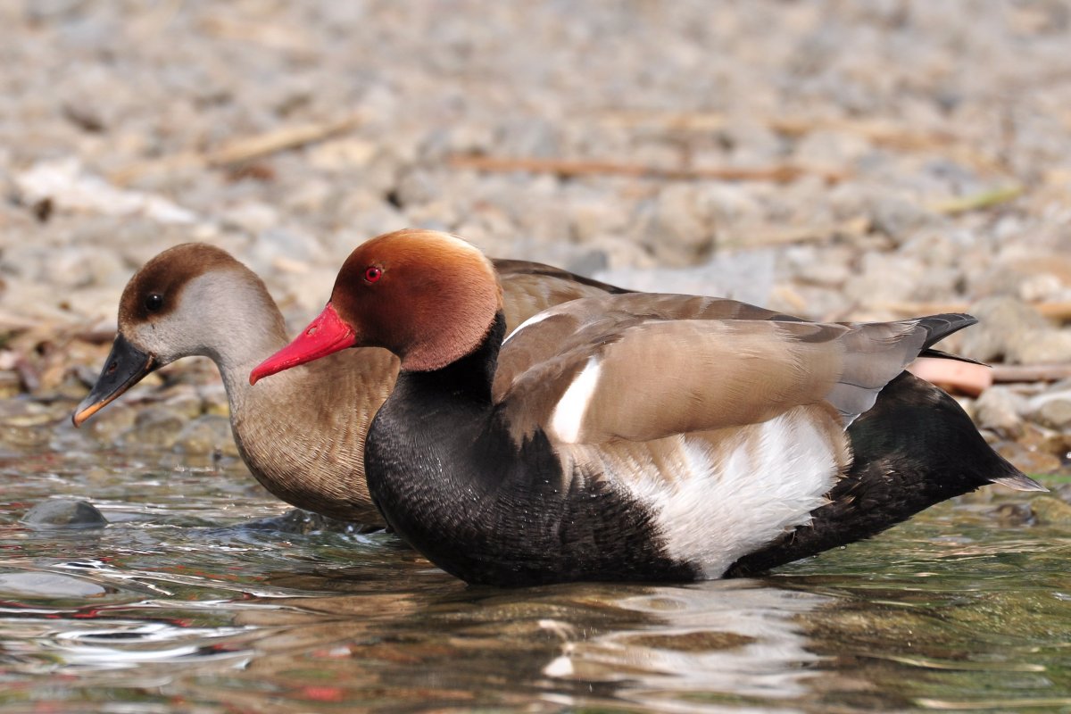 Водоплавающие птицы озера Байкал