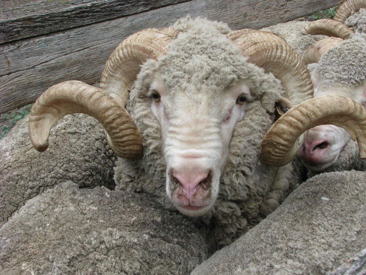 Меринос Рог