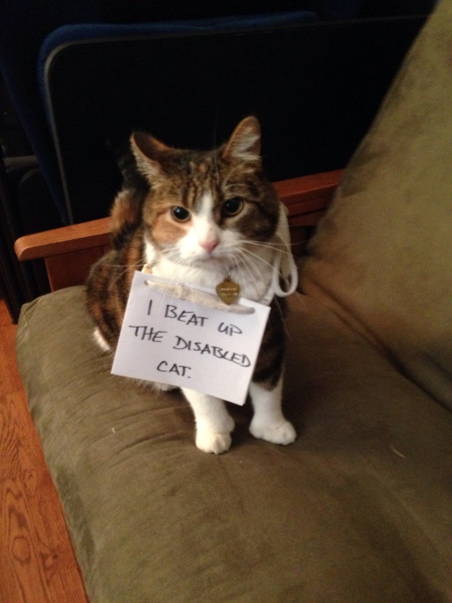 Кот с сердечками