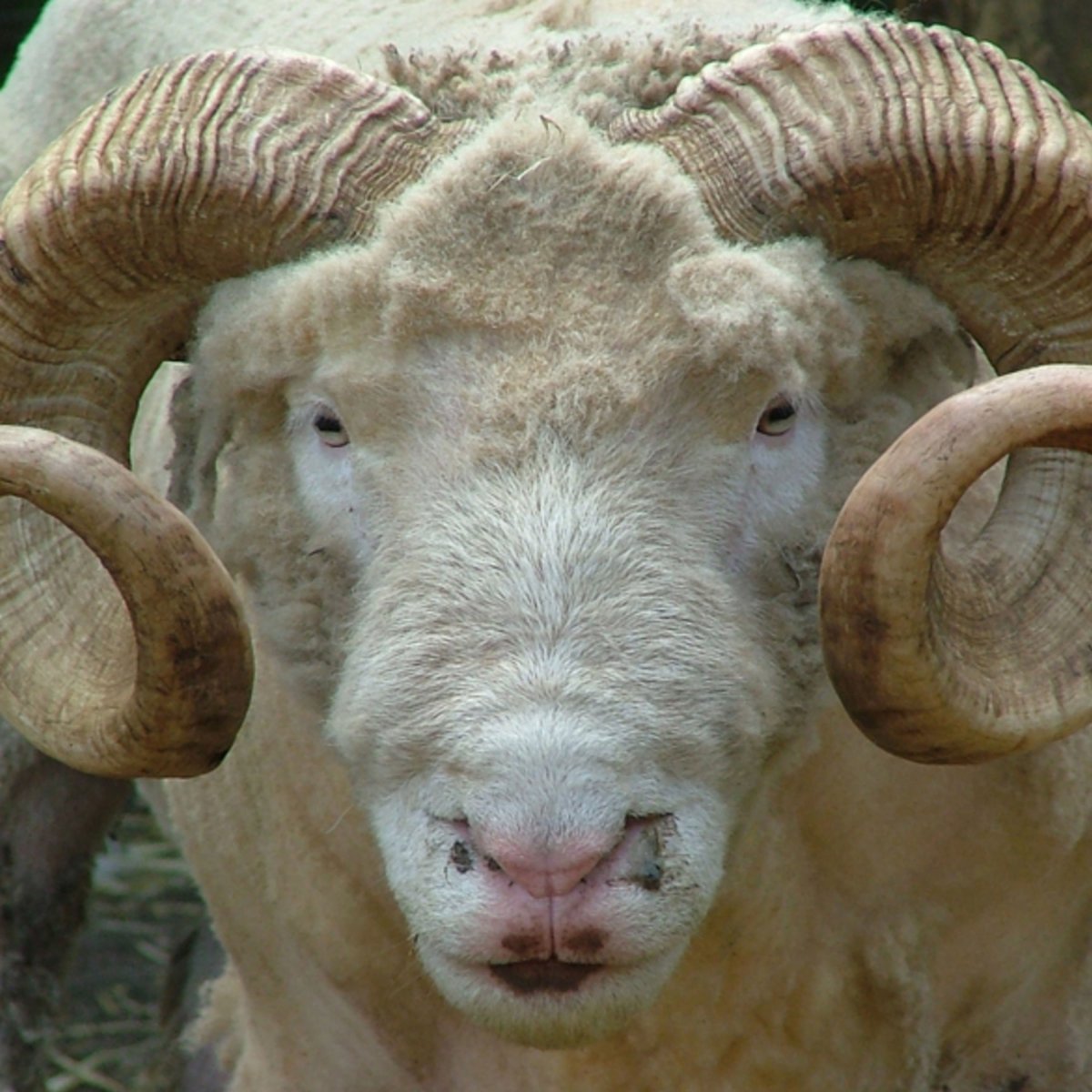 Меринос Рог