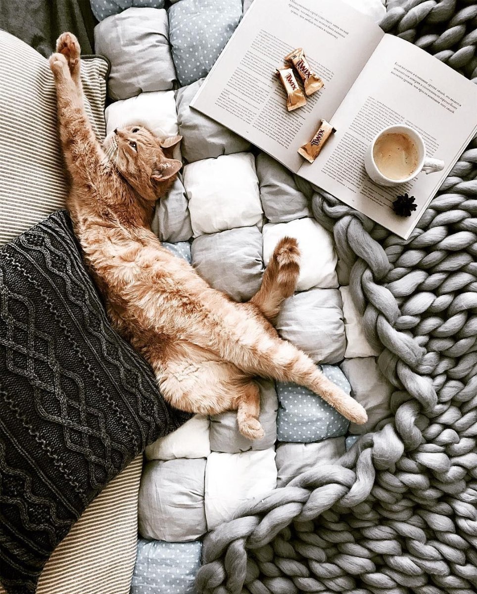 Кошка пикабу