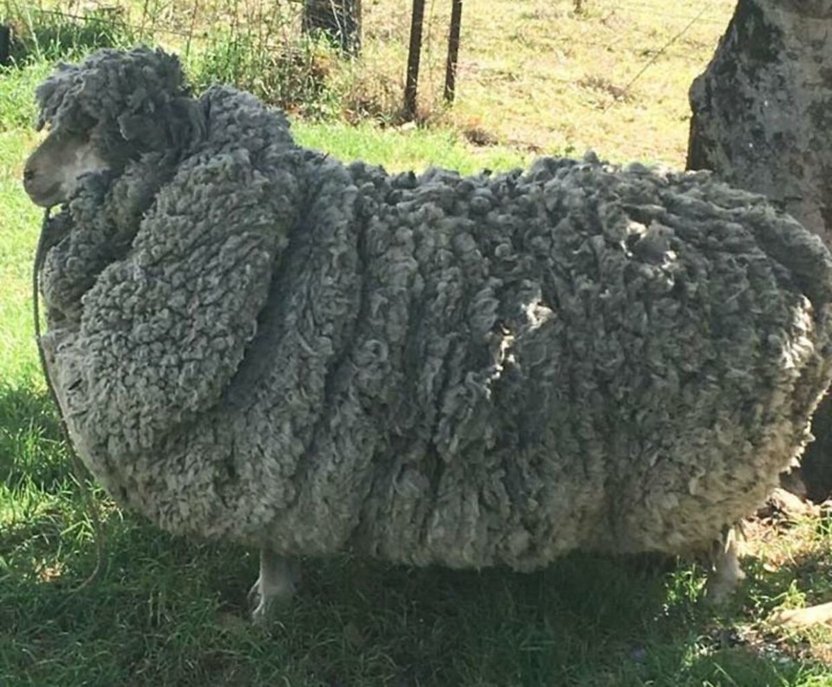 Смешной барашек