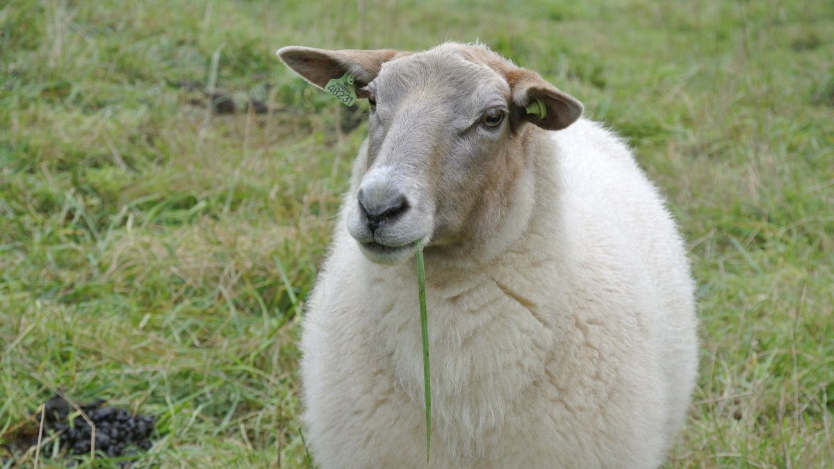 Бараны меринос рогатый