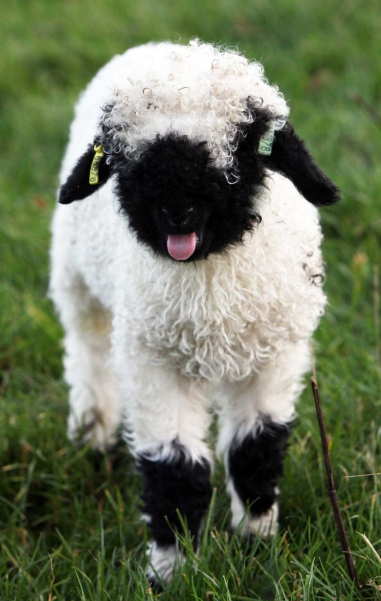 Cute Sheep
