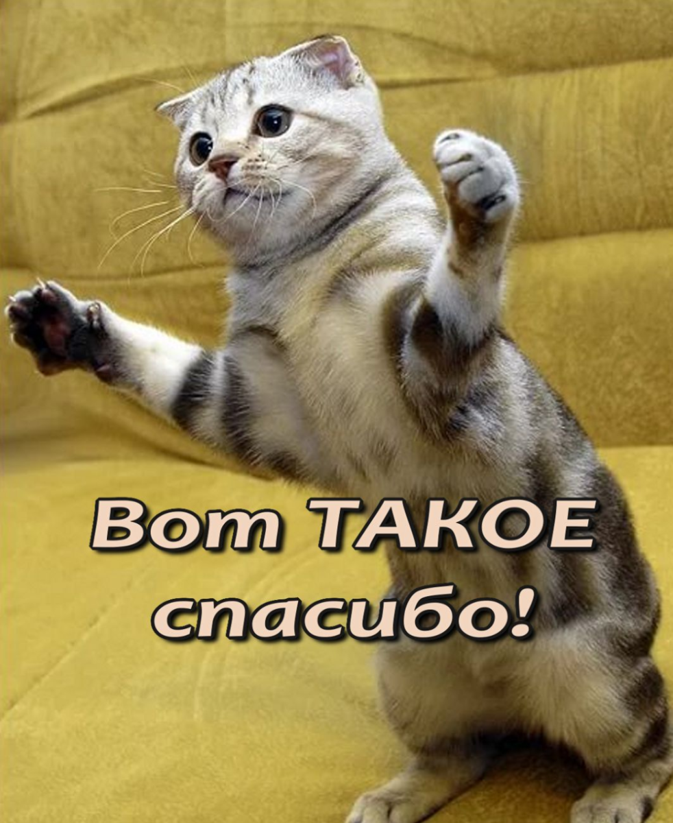 Спасибо картинки прикольные