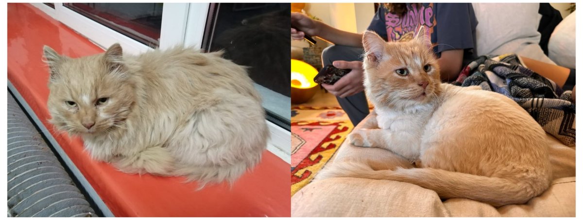 Домашняя лиса Джунипер