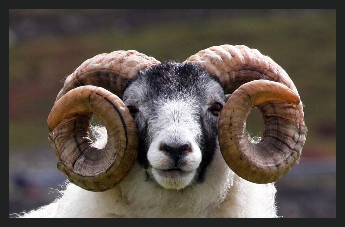 Крутой баран