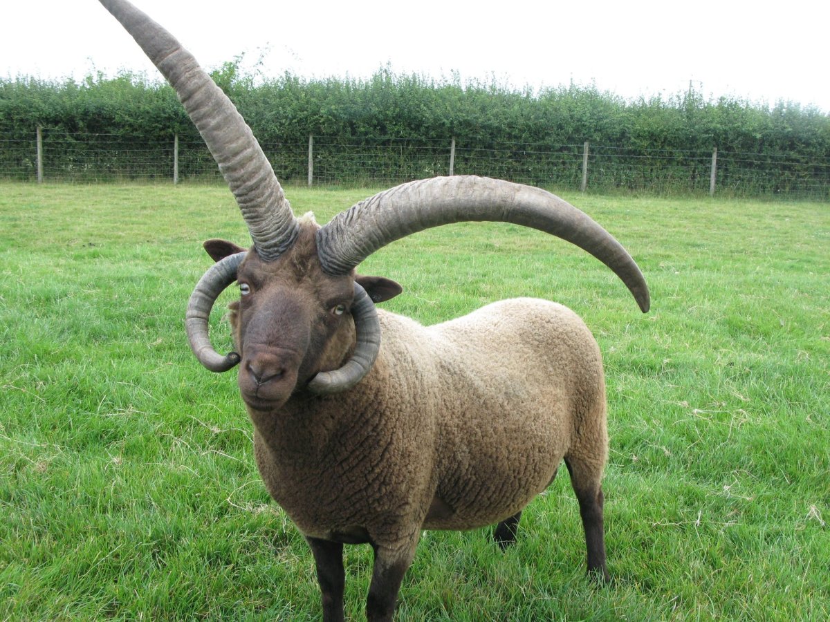 Лохтан баран