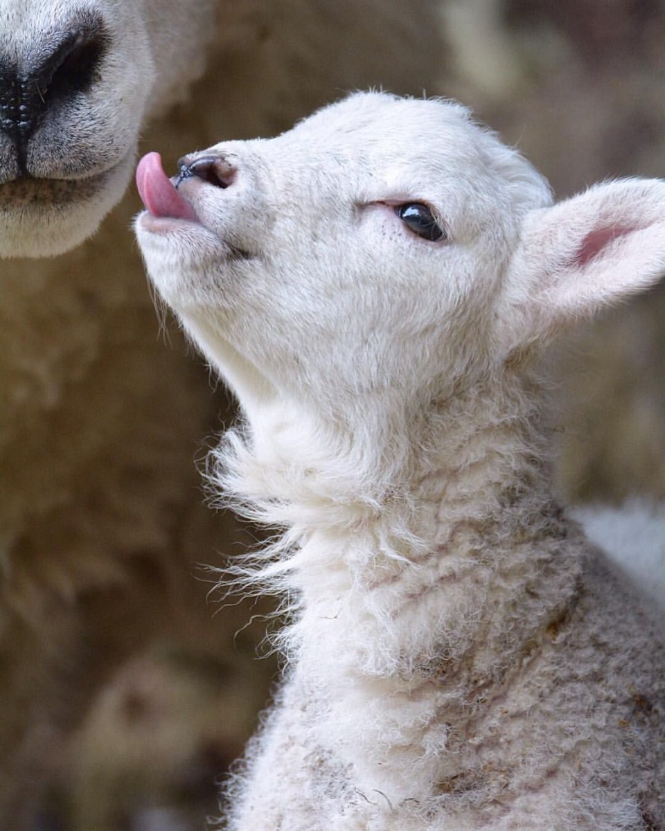 Красивая овца