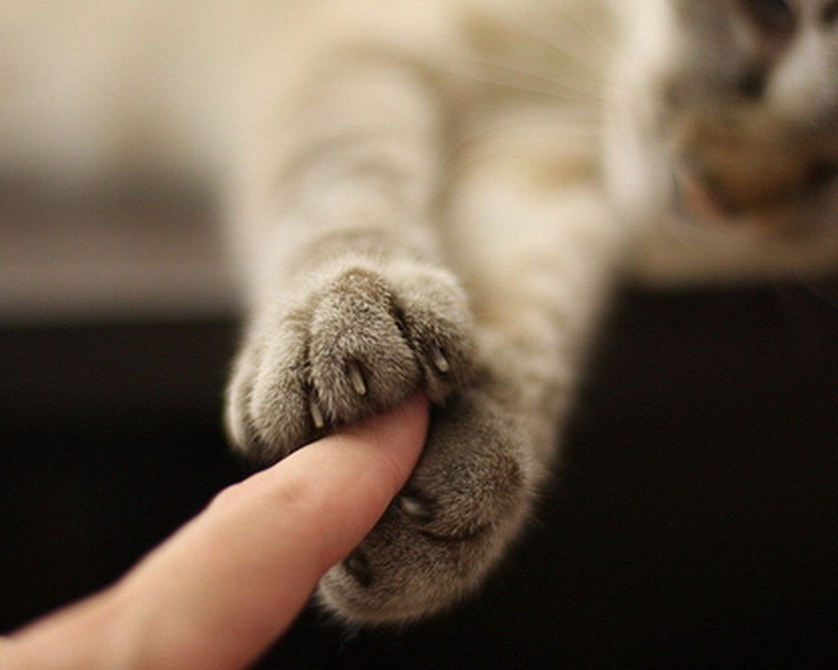 Кот обнимает