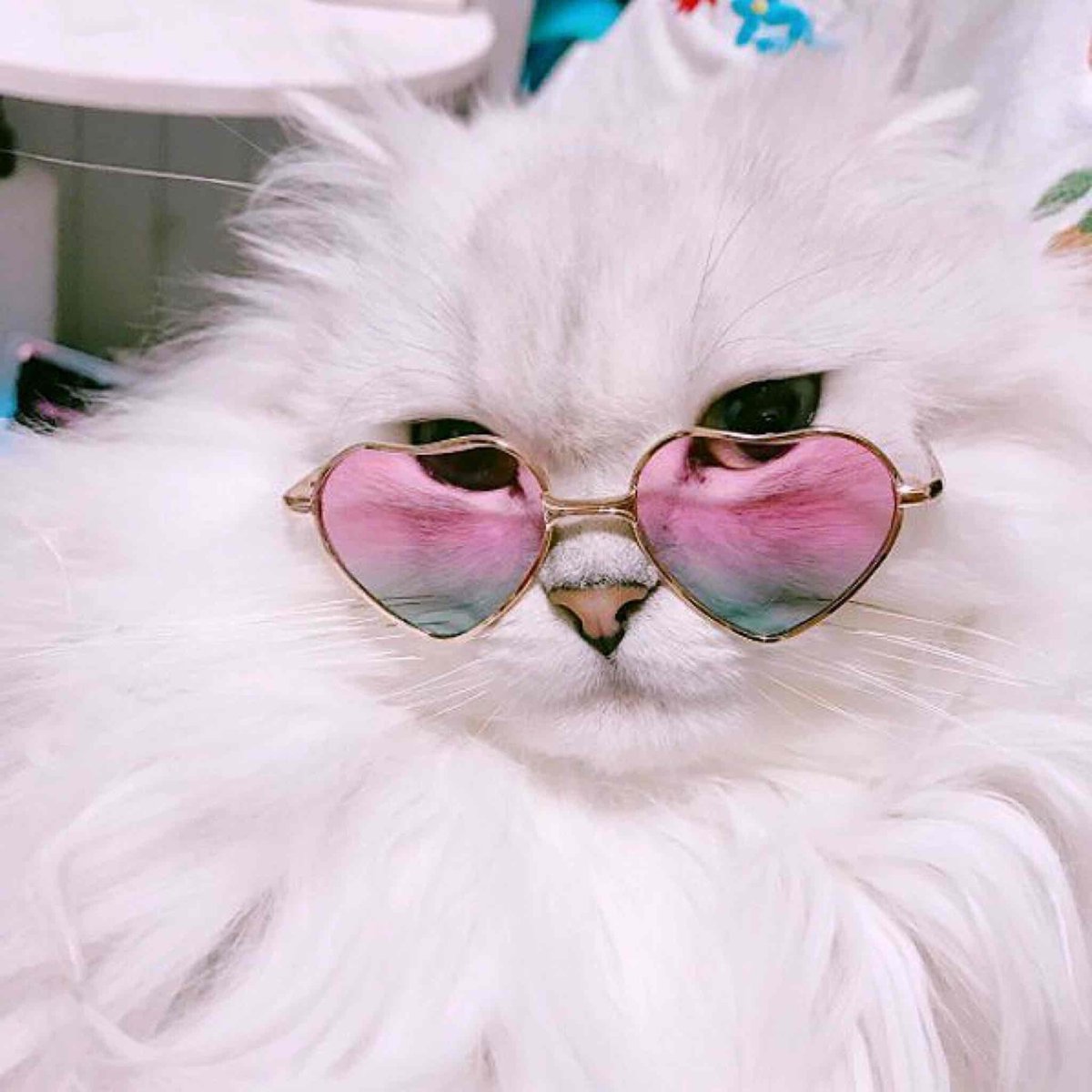 Нежные котики