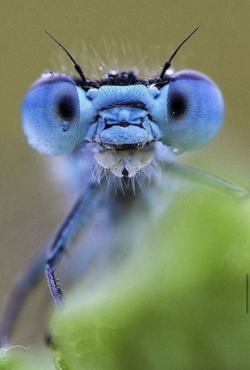 Мордашка Стрекозы