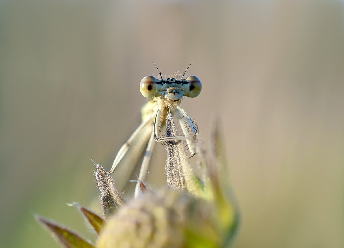 Смешная Стрекоза